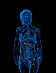 3d为肾上腺素的医学插图网状肌实质球藻医疗雄激素髓质荷尔蒙器官内分泌肾脏图片