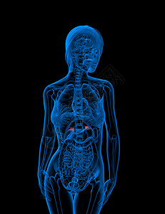 3d为肾上腺素的医学插图内分泌肾脏医疗髓质实质雄激素器官荷尔蒙网状肌球藻图片