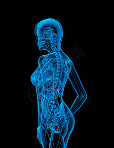 3d为肾上腺素的医学插图髓质器官网状肌内分泌实质雄激素肾脏荷尔蒙医疗球藻图片