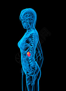 3d 提供脾脏的医学插图解剖学药品器官诊断医疗x光生物学病人图片