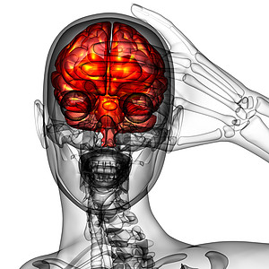 3d为人体大脑的医学插图髓质杏仁医疗脑桥嗅觉中脑脑壳垂体颅骨解剖学图片