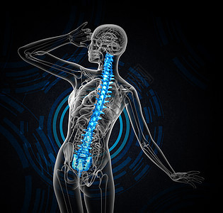 3d为人体脊椎的医学插图骨骼解剖学脊柱医疗生物学骨干骨头骶骨背痛腰椎图片