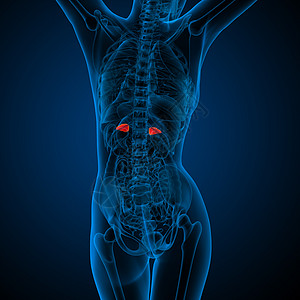 3d为人类肾上腺的医学插图髓质医疗实质球藻内分泌雄激素网状肌荷尔蒙器官背景