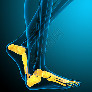 3d为足骨的医学插图x射线诊断男人脚趾病人医疗骨骼图片