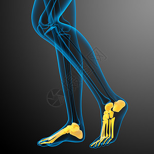 3d为足骨的医学插图诊断脚趾医疗男人骨骼x射线病人图片