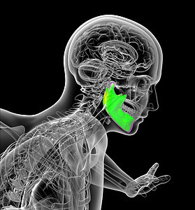 3d为人体下巴骨的医学图解解剖学牙齿下颌x光药品牙科颅骨骨骼图片