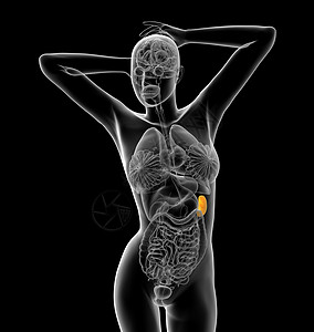 3d 提供脾脏的医学插图腹部x光生物学器官解剖学诊断药品病人图片