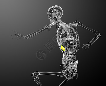 3d 提供脾脏的医学插图生物学病人器官医疗药品诊断x光解剖学图片