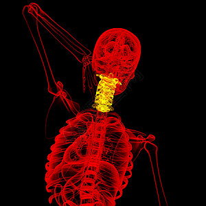 3d为子宫颈脊椎的医学插图椎骨骨骼颅骨脖子骨头医疗脊柱颈椎病背景图片