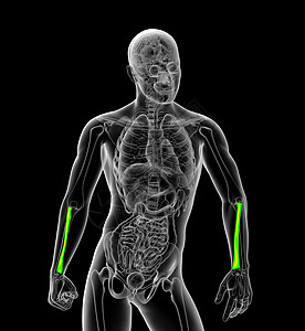 3d 提供半径骨的医学图解半径科学肱骨医疗药品手臂骨骼图片