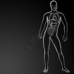 3d 肾上腺解剖实质雄激素束带保健姿势医疗髓质病人女士皮质图片