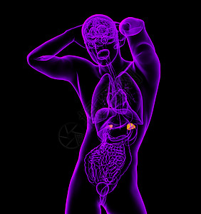 3d为人类肾上腺的医学插图球藻医疗器官荷尔蒙实质肾脏雄激素网状肌髓质内分泌图片