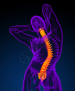 3d为人体脊椎的医学插图腰椎医疗骶骨胸椎解剖学骨干骨头背痛骨骼颈椎病图片