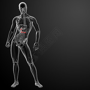 3d 制成加胆板和锅炉胰腺胆道橙子病人x射线胆囊男人卫生扫描x光图片