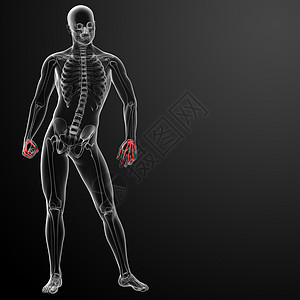 3d 变成骨骼手生物学方阵风湿病医疗插图解剖学手指痛苦胸部生物图片