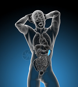 3d 提供脾脏的医学插图x光医疗病人生物学器官诊断药品解剖学图片