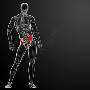 3d 在X光片下立骨盆手术外科股骨辐射病人医院解剖学耻骨疾病工具图片