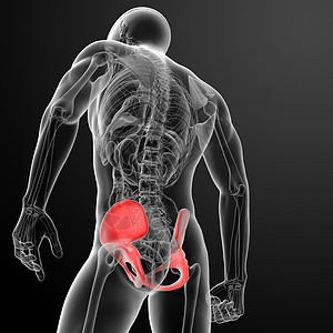 3d 在X光片下立骨盆耻骨尾骨回肠疼痛药品脊柱身体工具股骨扫描图片