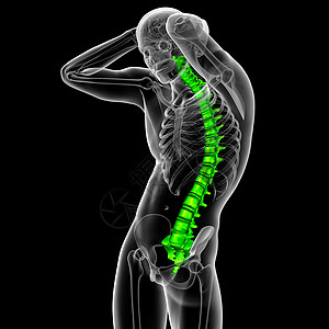 3d为人体脊椎的医学插图医疗背痛骨骼颈椎病腰椎骶骨骨干脊柱胸椎椎骨图片