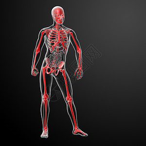 3d 用红色X光将骨骼变成红色疼痛身体插图科学膝盖蓝色射线速度骨科生物学图片