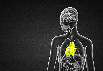 3d为医学上的人类心脏插图血管x光胸部背痛骨骼神经器官躯干骨头图片