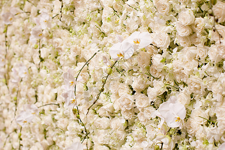 白花背景毛茛粉色蜜月女性婚姻婚礼快乐玫瑰结婚花瓣背景
