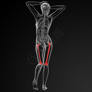 股骨下颌髌骨手臂椎骨坐骨骨盆生物学肩膀腓骨脊柱图片