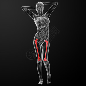股骨胸部肱骨x光骶骨骨骼肋骨男人下颌腕骨坐骨图片