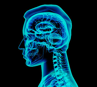 男性大脑药品躯干诊断脑壳腹部身体放射科科学骨骼插图图片