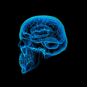 人脑X射线生理骨骼蓝色小脑x光知识分子核磁共振辉光器官智力背景图片