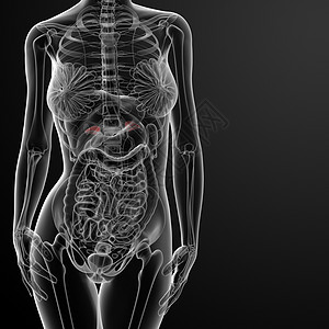 女性肾上肾上腺解剖X光球状带橙子卫生解剖学x射线科学束带皮层身体内分泌图片