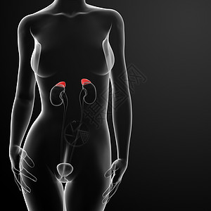 女性肾上肾上腺解剖X光姿势器官球状带解剖学内分泌皮层髓质科学网状带诊断图片