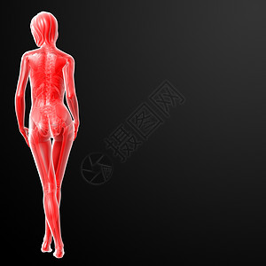 3d 说明女性的情况人体骨头医疗蓝色艺术品科学生理解剖学x光身体图片