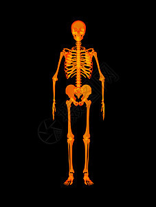 红骨架骨头肋骨解剖学疼痛胸部骨骼插图脊柱科学身体图片