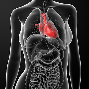 3d使女性解剖心脏躯干橙子插图背痛科学脊柱骨骼胸部命脉生物学图片
