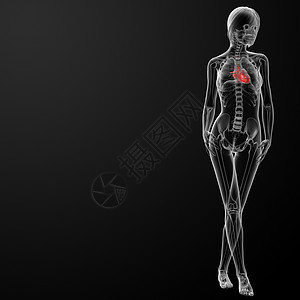 3d使女性解剖心脏冒号橙子女士髂骨骨干骨头插图器官攻击科学图片