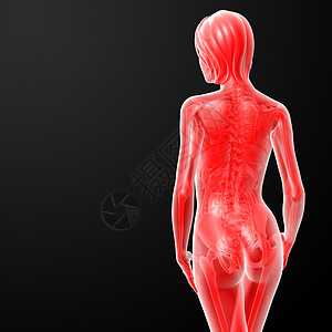 3d 说明女性的情况生理x光医疗骨头解剖学蓝色生物学身体科学插图图片