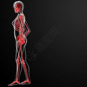 女性骨骼的3D变形解剖学x光骨头人体蓝色科学身体生物学医疗生理图片