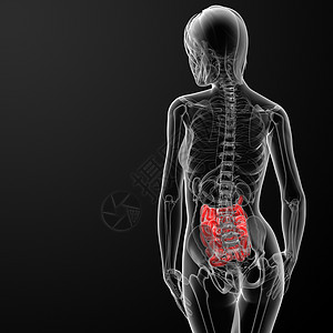 3d 雌性小肠身体女性疼痛医疗蓝色渲染生物学女士橙子女孩图片