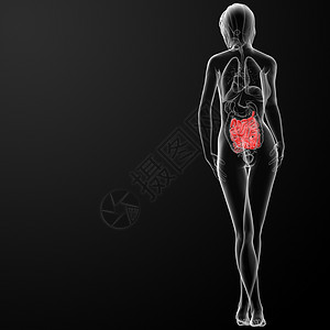 3d 雌性小肠生物学科学插图医疗身体蓝色痛苦女孩消化道疼痛图片