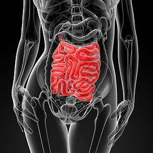 3d 雌性小肠疼痛痛苦橙子身体疾病女孩蓝色渲染医疗科学图片