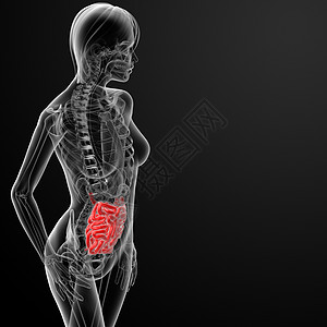 3d 雌性小肠女孩蓝色身体渲染消化道疼痛疾病科学解剖学插图图片