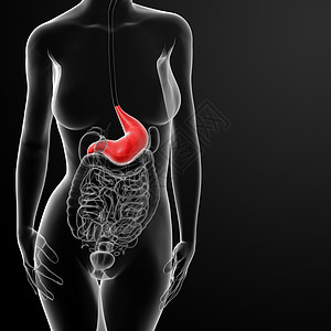 3d 雌性胃的变异解剖学器官紫色食道渲染科学生理溃疡橙子医疗图片