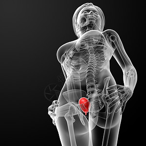 3d 使女性膀胱解剖X光橙子输尿管解剖学肾脏器官插图尿酸黑色医疗冒号图片