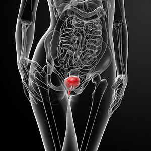 3d 使女性膀胱解剖X光医疗器官尿酸橙子黑色身体插图生物学解剖学躯干图片