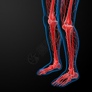 3d 使淋巴系统腿目可见细胞癌症航海解剖学音乐蒸汽命令医疗血管器官图片