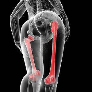 股骨膝盖解剖学身体椎骨骨盆胸部肋骨生物学女性肩膀图片