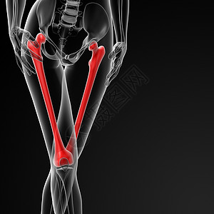 股骨下颌八角髌骨坐骨锁骨骨盆女士男性肩膀胸骨图片