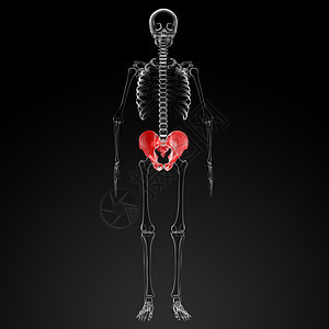 3d 在X光片下立骨盆男人疾病男性诊所科学解剖学生物学x光诊断扫描图片