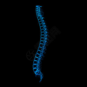 人类脊椎腰椎颈椎病身体尾骨椎骨背痛骨干生物学插图骶骨图片